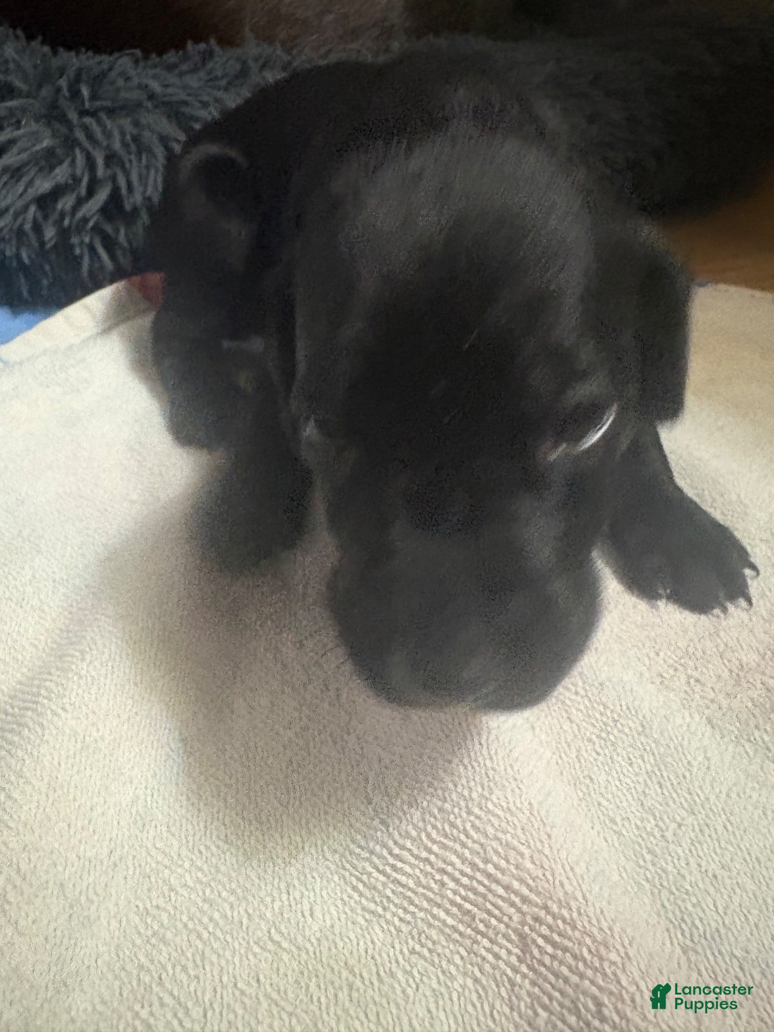 German Shorthaired Pointer dogs Jet Black German Shorthaired Pointer Bandit - Ad 10