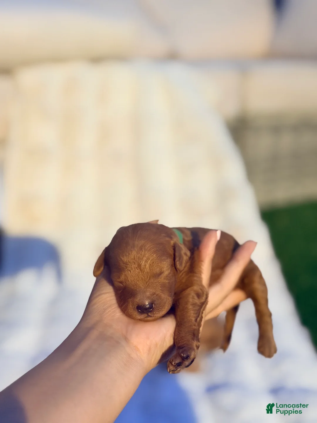 Irish Doodle dogs for sale: Prince naveen 🐸 - Ad 1