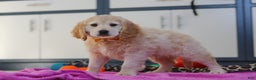 Miniature Golden Retriever dogs for sale: Kirby - Ad 4