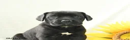 Cane Corso dogs for sale: Bunny - Ad 5