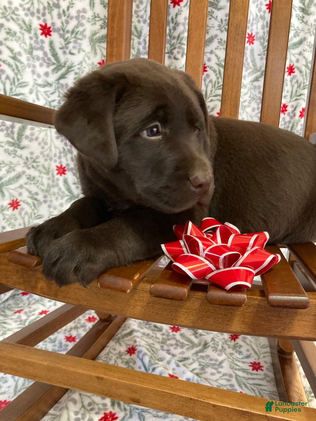 Labrador Retriever dogs for sale: Muffin - Ad 3