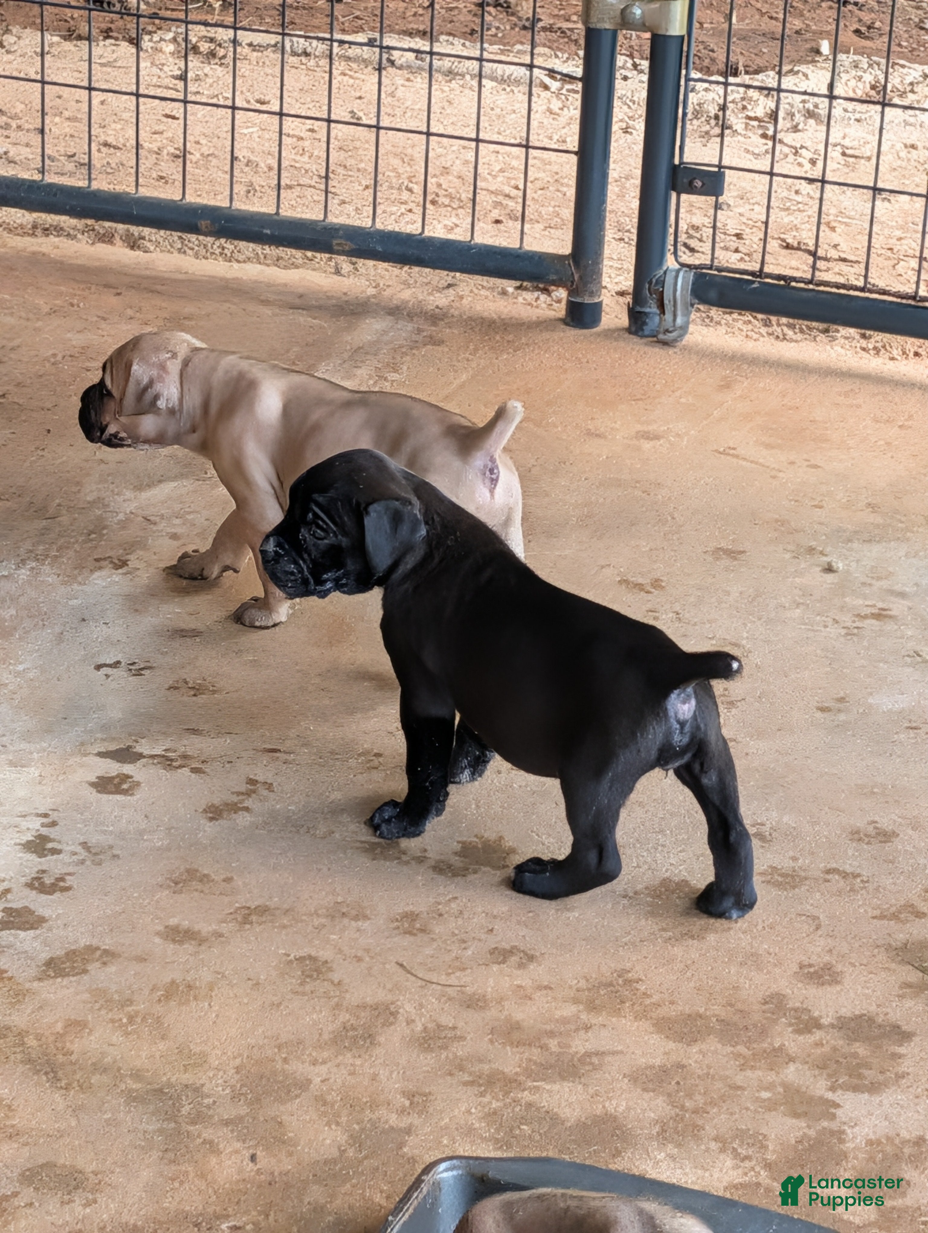 Cane Corso dogs Cane Corso 7 - Ad 42