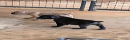 Cane Corso dogs for sale: Cane Corso 7 - Ad 1