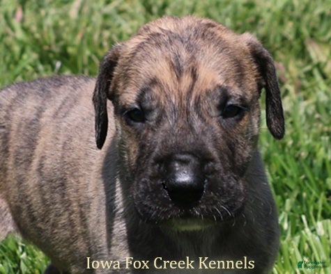 Great Dane dogs Murphy - Ad 4