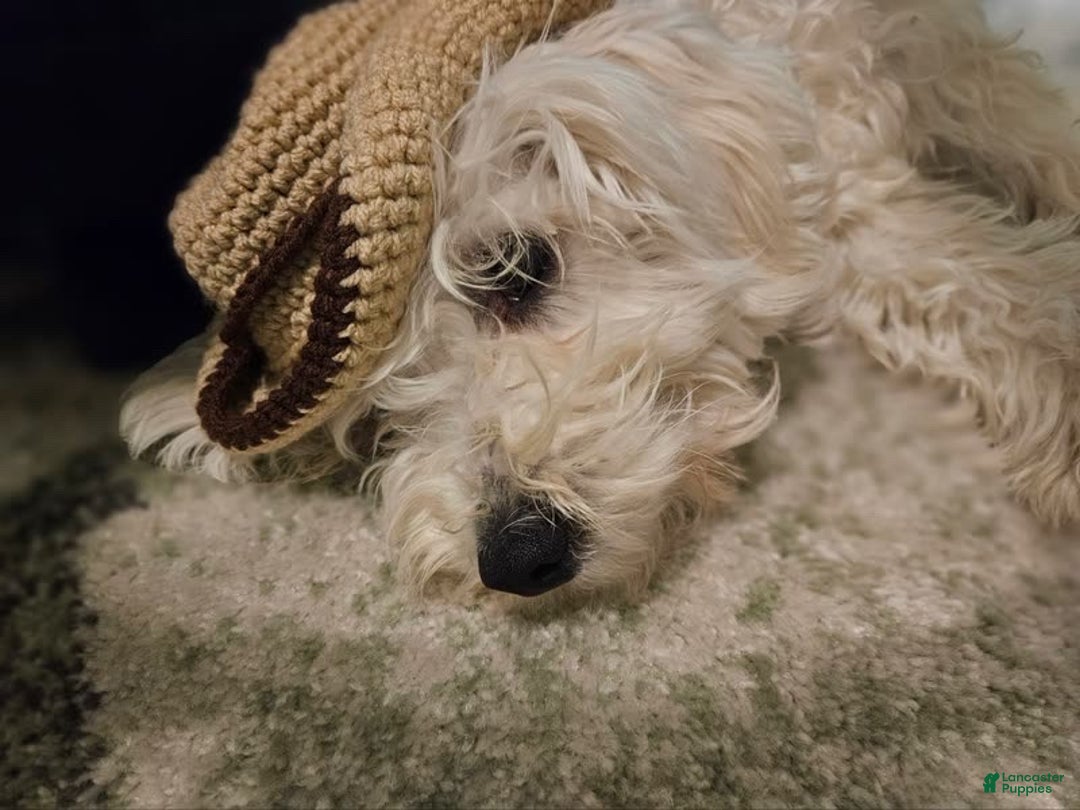 Bichpoo dogs for sale: Bichpoo Puppy 4 - Ad 2