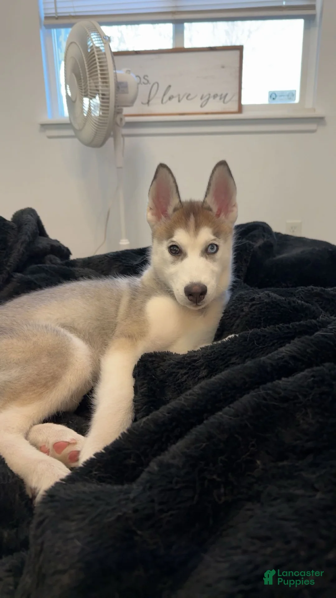 Siberian Husky dogs for sale: Siberian Husky Puppy 1 - Ad 2