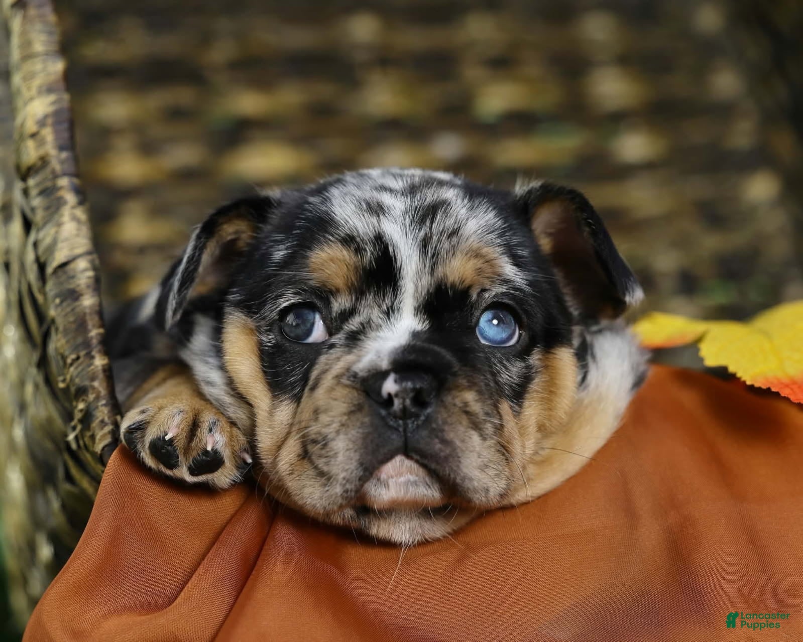 French Bulldog dogs for sale: French Bulldog 2 - Ad 1