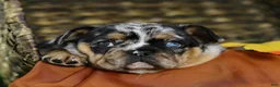 French Bulldog dogs for sale: French Bulldog 2 - Ad 1
