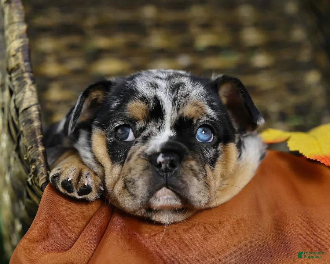 French Bulldog dogs for sale: French Bulldog 2 - Ad 1