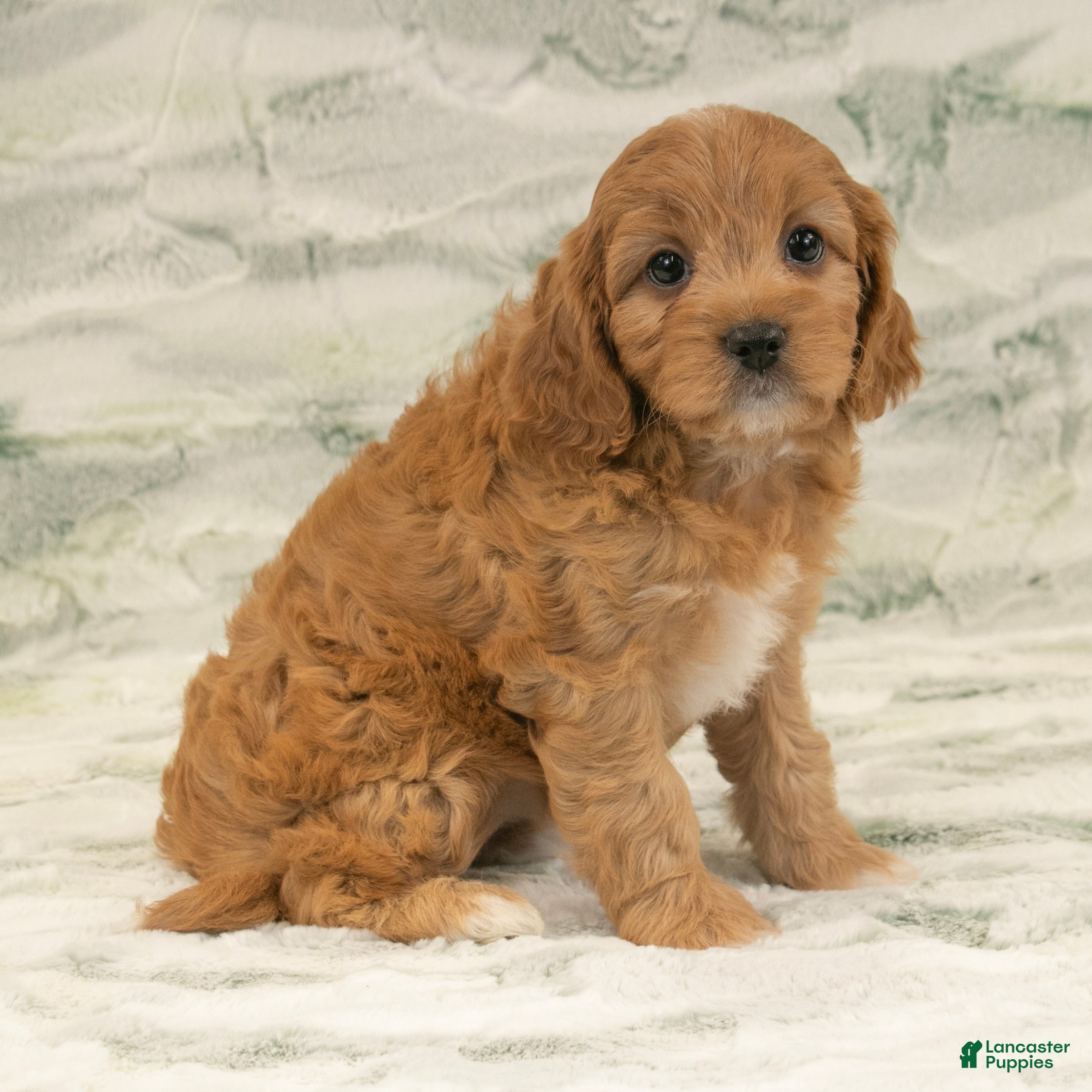 Cavapoo dogs Mandy - Ad 1
