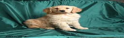 Golden Retriever dogs for sale: Sadie - Ad 3