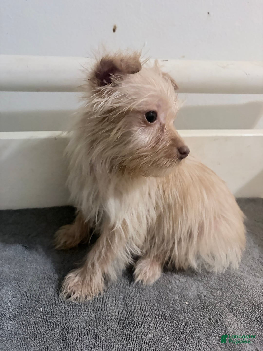Morkie dogs for sale: Simba - Ad 1