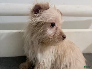 Morkie dogs Simba - Ad 20