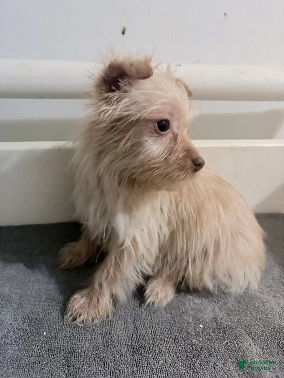 Morkie dogs for sale: Simba - Ad 2