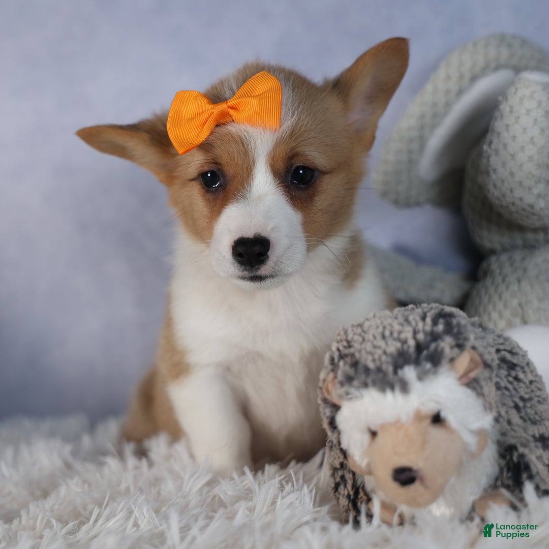 Welsh Corgi Pembroke dogs for sale: Duke - Ad 10