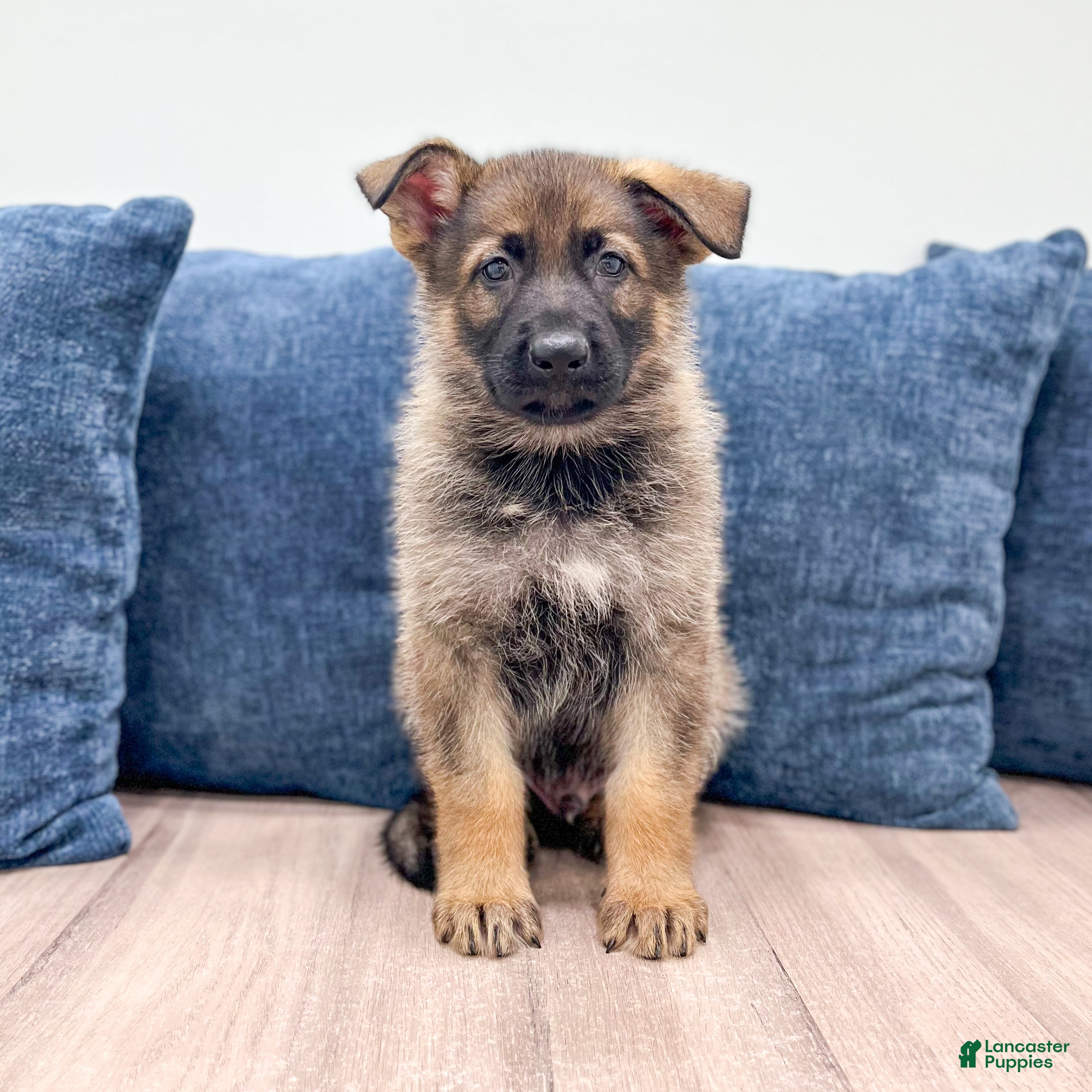 German Shepherd dogs Jasper - Ad 1
