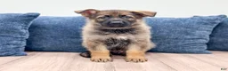 German Shepherd dogs for sale: Jasper - Ad 1