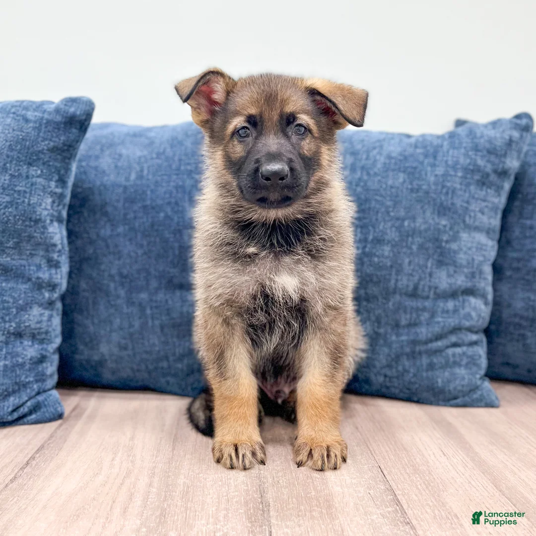 German Shepherd dogs for sale: Jasper - Ad 1