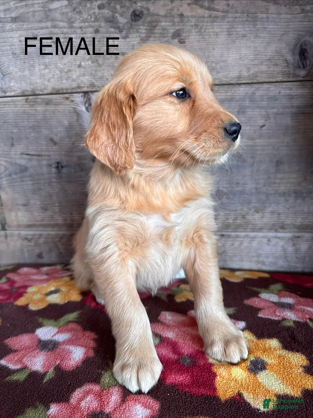 Golden Retriever dogs for sale: Golden Retriever Puppy 3 - Ad 1