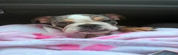English Bulldog dogs for sale: Butters !  - Ad 4