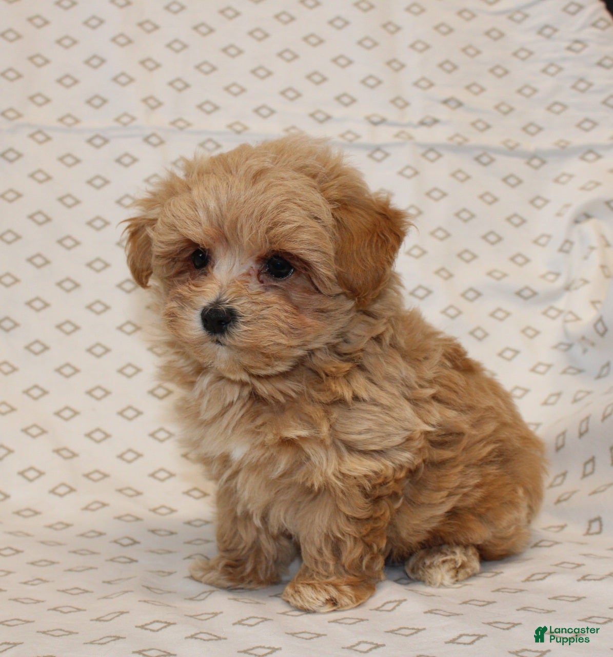Maltipoo dogs Markie - Ad 2