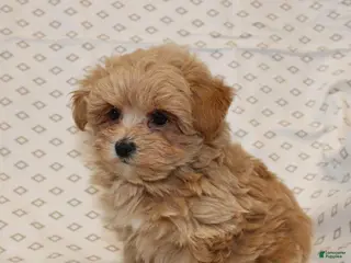 Maltipoo dogs Markie - Ad 2
