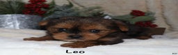 Yorkshire Terrier dogs for sale: Leo - Ad 5