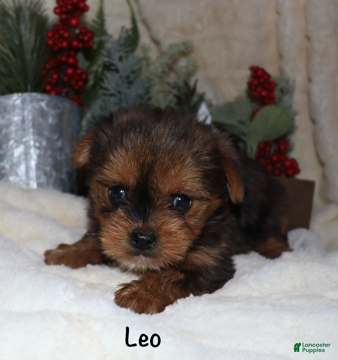 Yorkshire Terrier dogs for sale: Leo - Ad 5