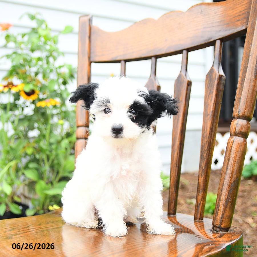Yorkiepoo dogs Lilac  - Ad 2