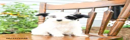 Yorkiepoo dogs for sale: Lilac  - Ad 2
