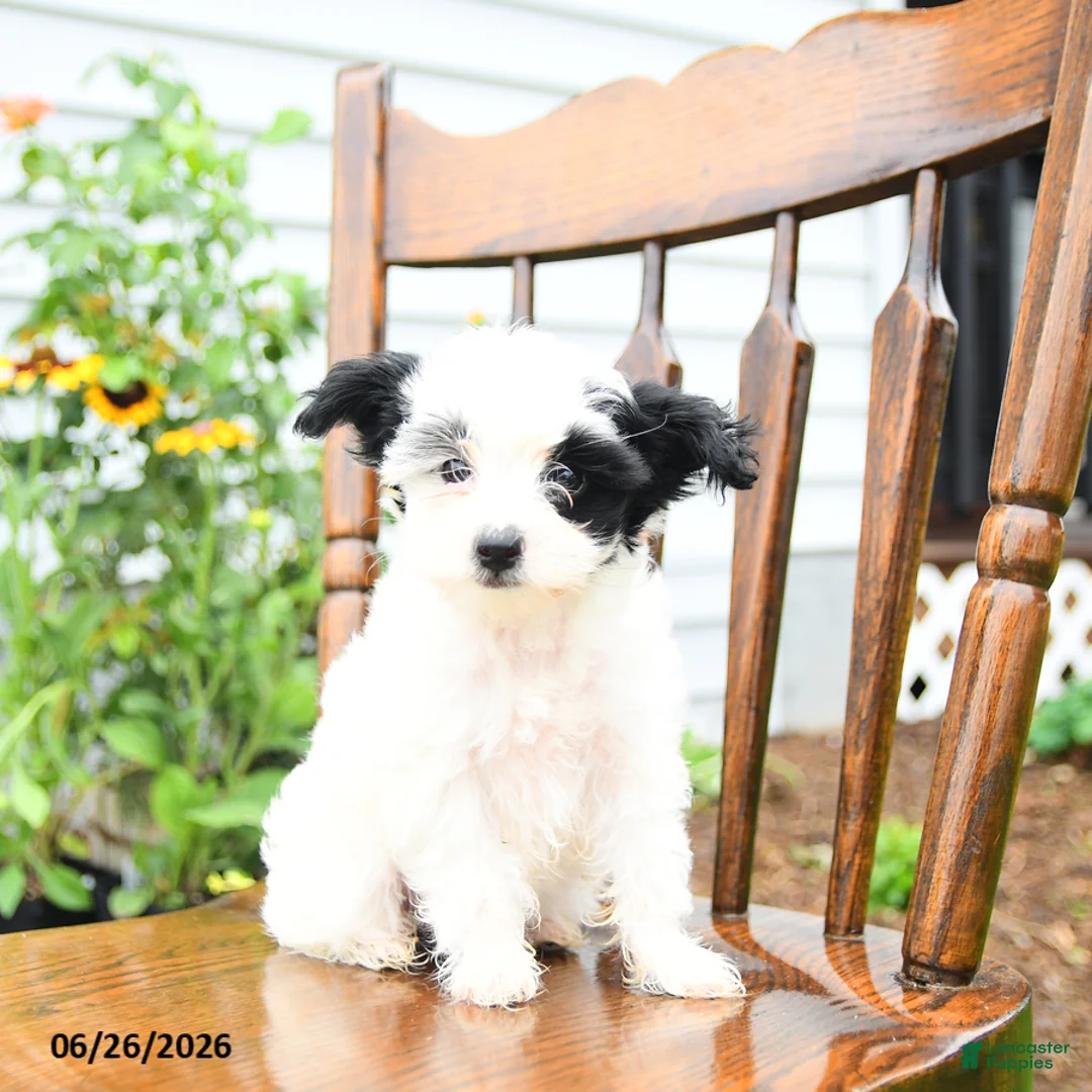 Yorkiepoo dogs for sale: Lilac  - Ad 2