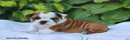 English Bulldog dogs for sale: Rob - Ad 3