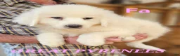 Great Pyrenees dogs for sale: Great Pyrenees  - Ad 11