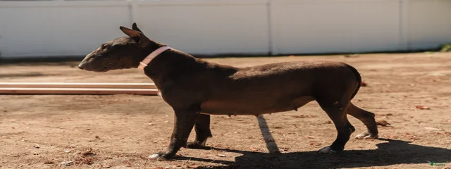 Kiki