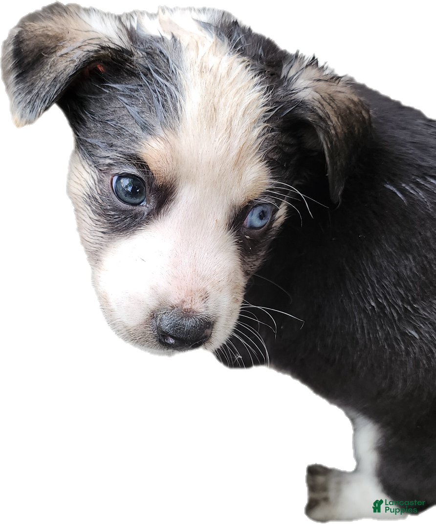 Mixed Breed dogs for sale: Black & White Boy - Ad 2