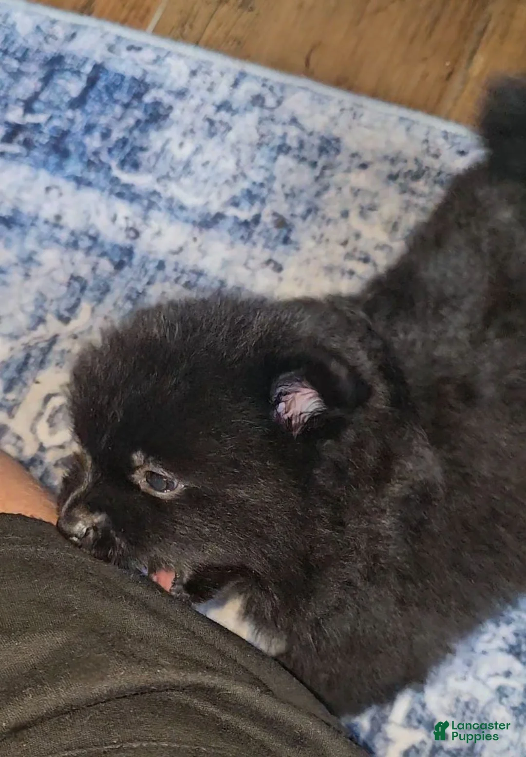 Pomeranian dogs for sale: Luna Bear - Ad 2