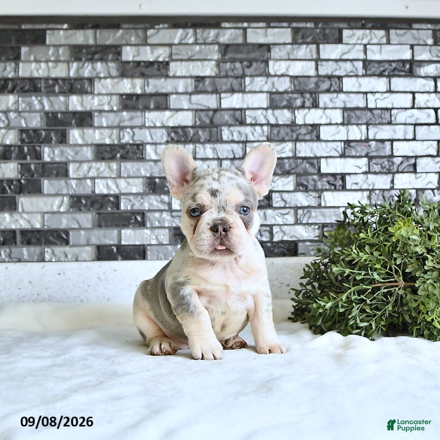 French Bulldog dogs Rielle - Ad 2