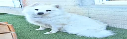 Mixed Breed dogs for sale: Sabrina - Ad 6