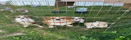 Mixed Breed dogs for sale: Sweet 9-Week-Old Puppy (Corgi & Shih Tzu Mix) – Vaccinated & Dewormed - Ad 7