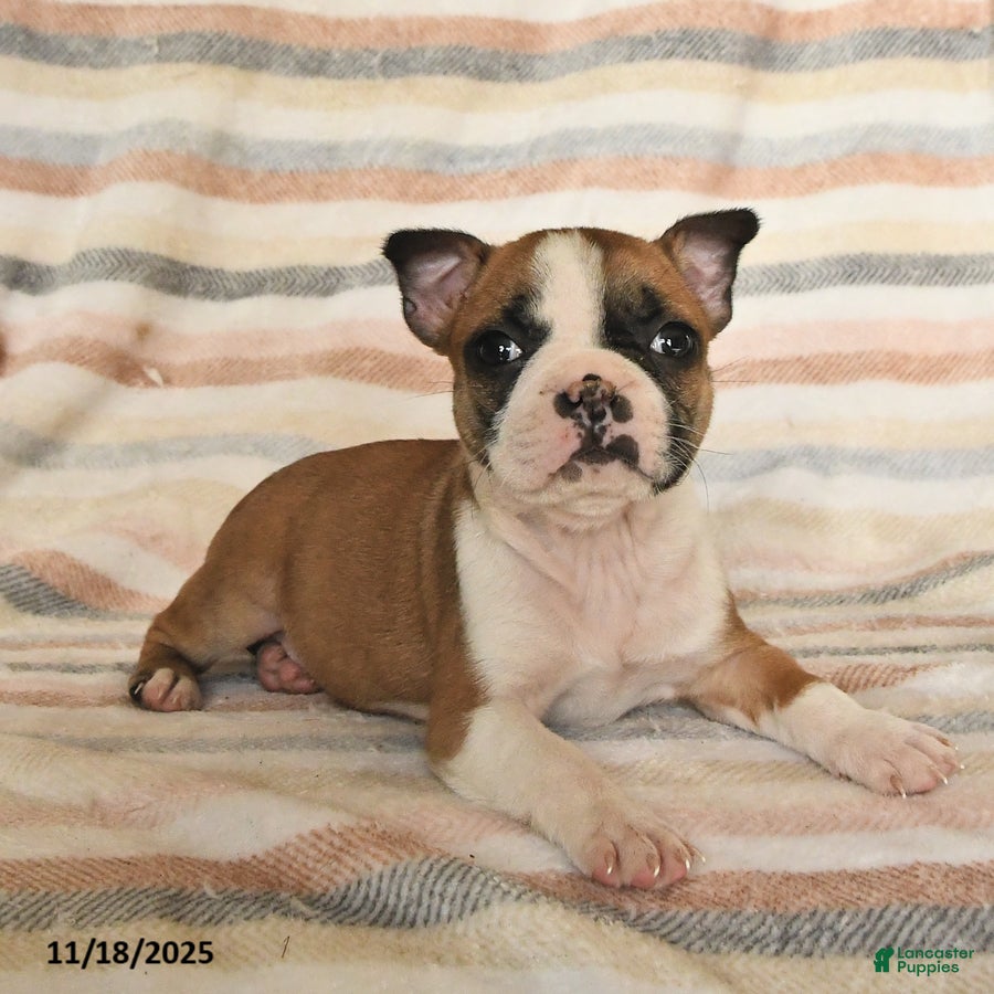 Boston Terrier dogs Dina - Ad 13