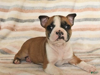 Boston Terrier dogs Dina - Ad 24