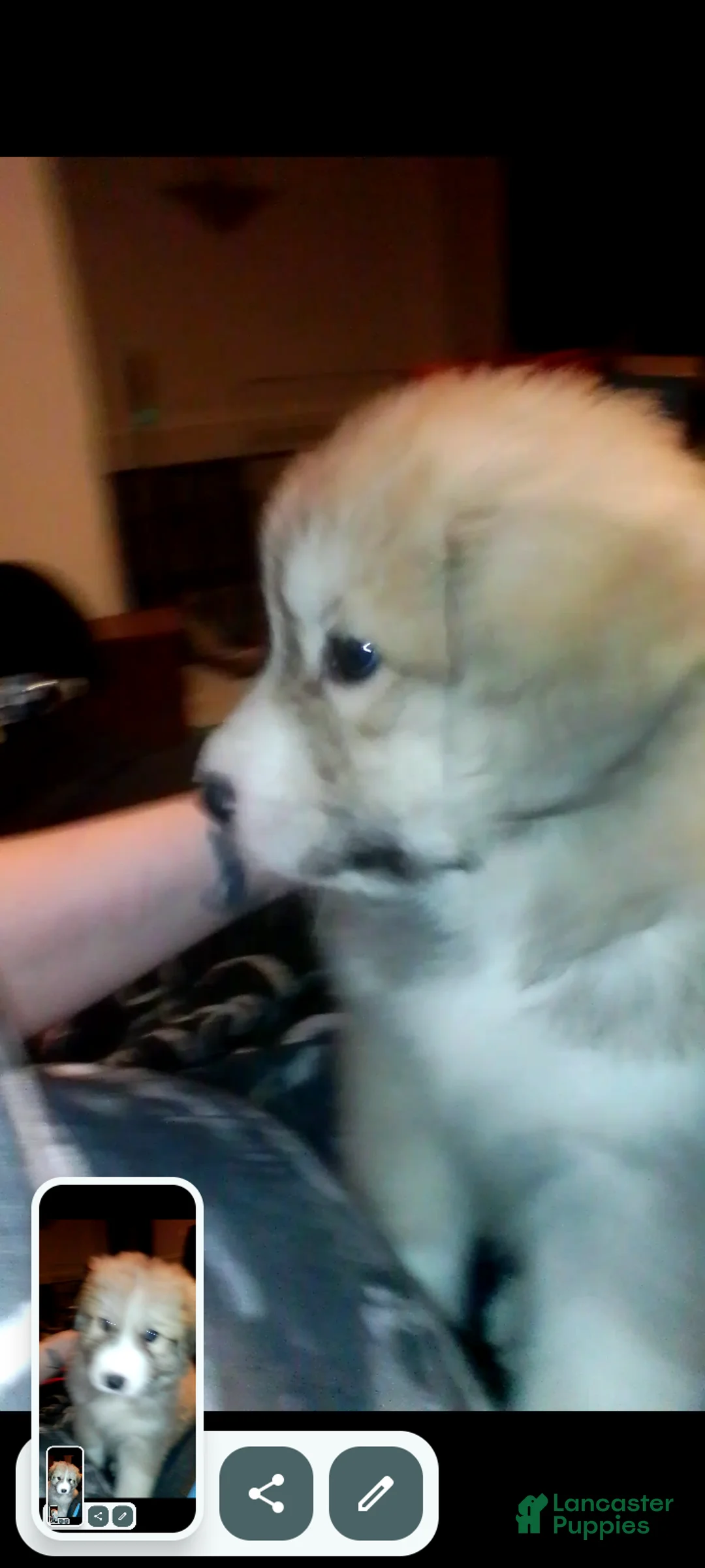 Mixed Breed dogs for sale: Rolly Polly Boy - Ad 7