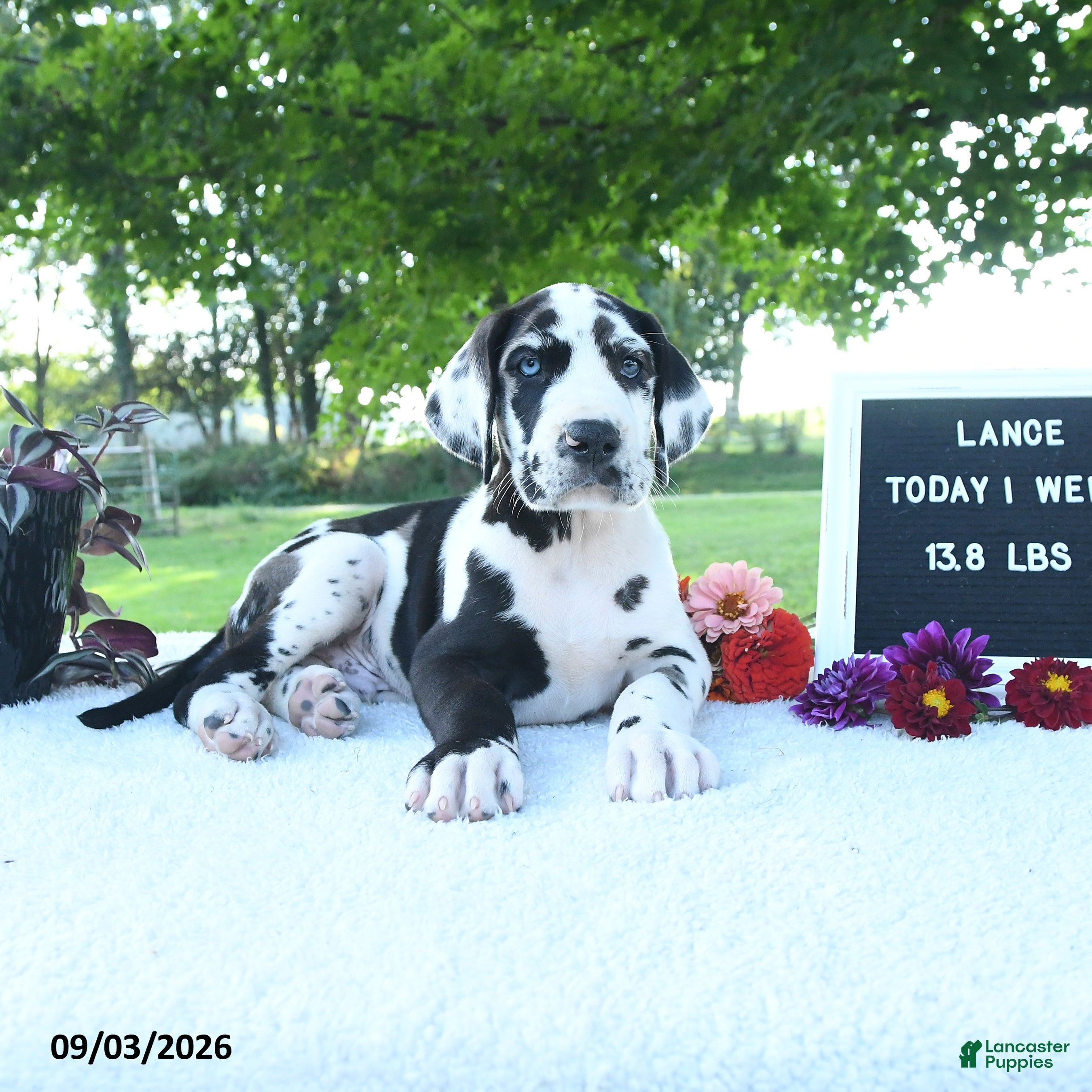 Great Dane dogs Lance - Ad 1