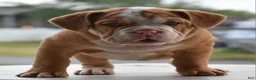 Mixed Breed dogs for sale: Hercules Bulldog hybrid  - Ad 37
