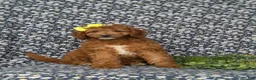 Mini Goldendoodle dogs for sale: Teegan 9 lbs Full Grown - Ad 3