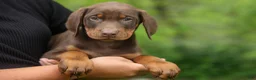 Doberman Pinscher dogs for sale:  Dexter (Red Rust)🐶 - Ad 10