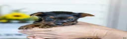 Yorkshire Terrier dogs for sale: Ron - Ad 4