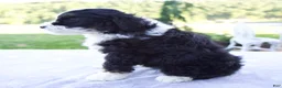 Mini Bernedoodle dogs for sale: Flash - Ad 4