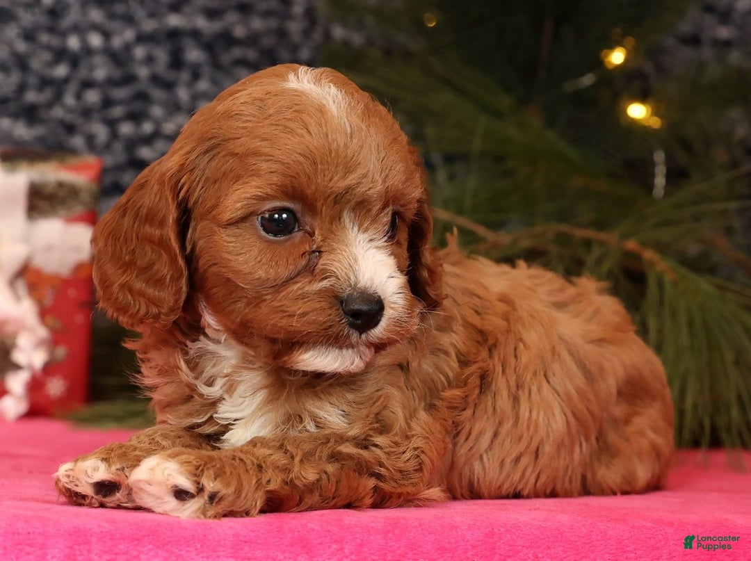 Cavapoo dogs for sale: Lucas - Ad 5