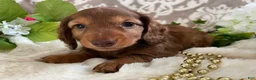 Miniature Dachshund dogs for sale: Mason - Ad 8
